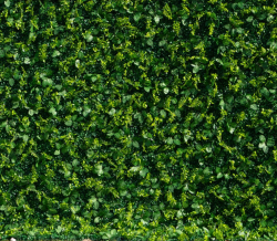 Hedge Wall / Greenery Wall